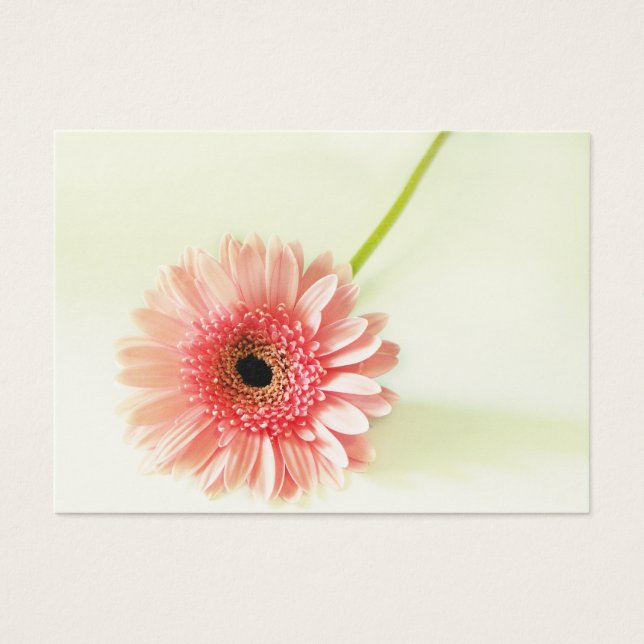 Gerbera Daisy (Frente)