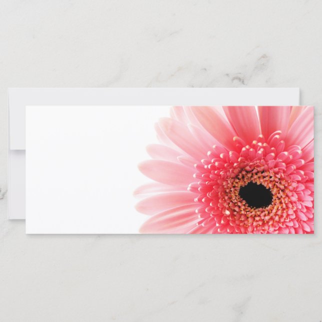Gerbera Daisy (Frente)