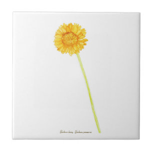 Gerbera Daisy