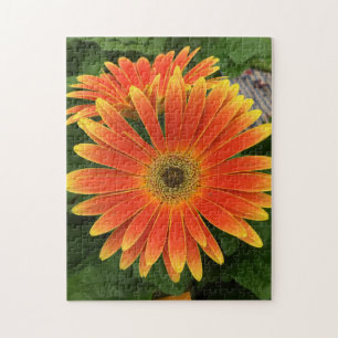 Gerbera Daisy Flower Quebra-cabeça
