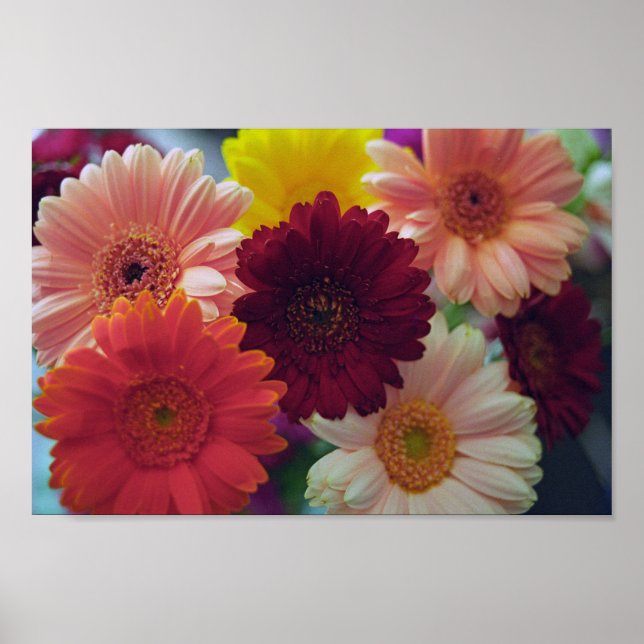 Gerbera Daisy Flowers Wall Art Impressão (Frente)