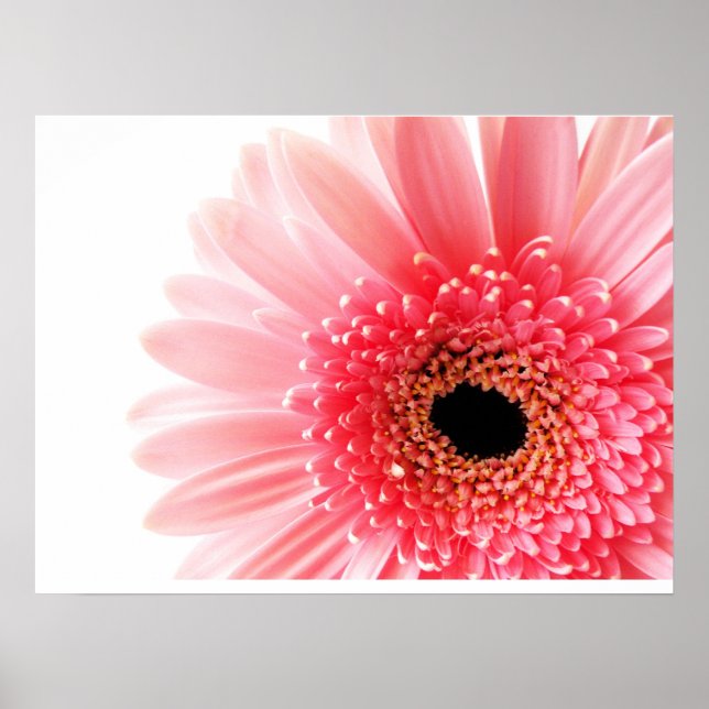 Gerbera Daisy Poster (Frente)