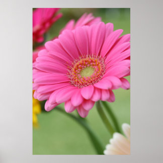 Gerbera Daisy Poster Impressão