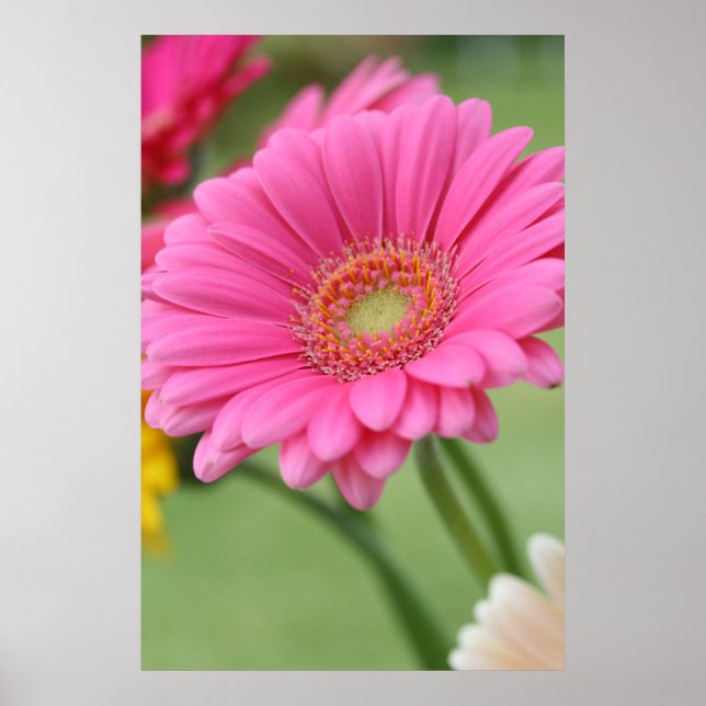 Gerbera Daisy Poster Impressão (Frente)