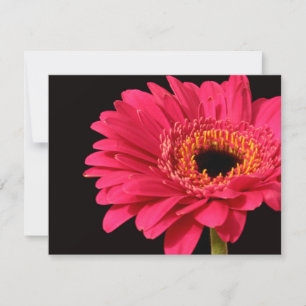 Gerbera no rosa