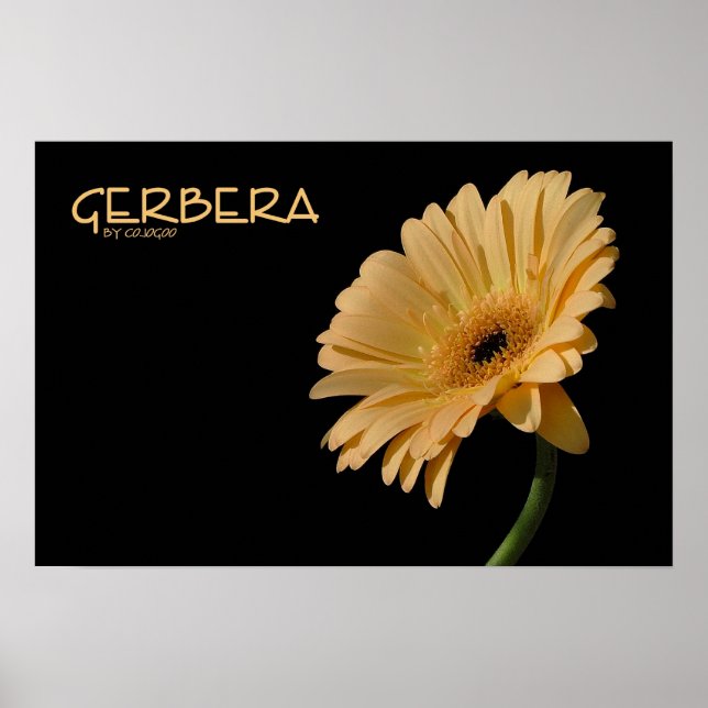 Gerbera Poster (Frente)