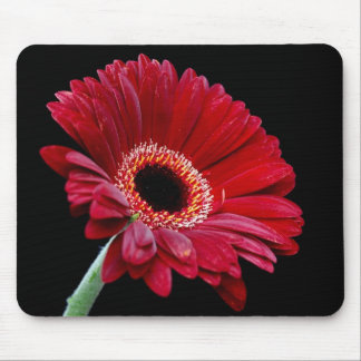 Gerbera vermelho Mousepad