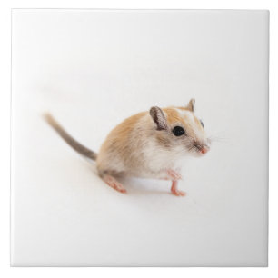 Gerbilis Modelo