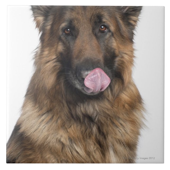 German shepherd (Frente)