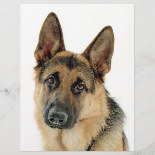 German shepherd (Frente)