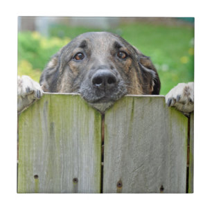 German shepherd a olhar para a cerca