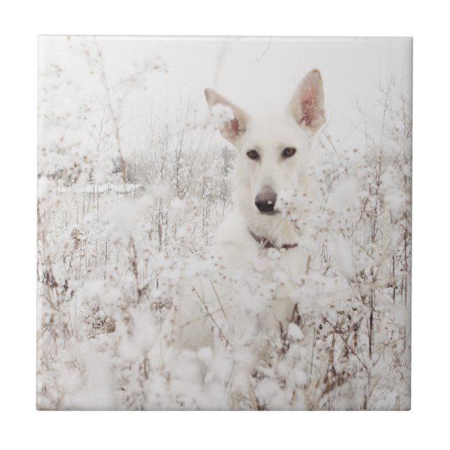 German shepherd branco na neve (Frente)