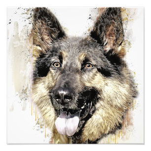 german shepherd Cão Foto Alargamento