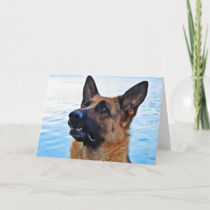 german shepherd - Cartão de cão