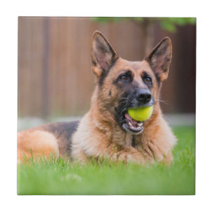 German shepherd Com Bola De Tênis