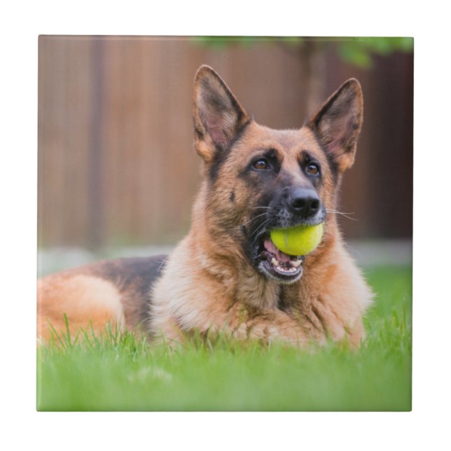 German shepherd Com Bola De Tênis (Frente)