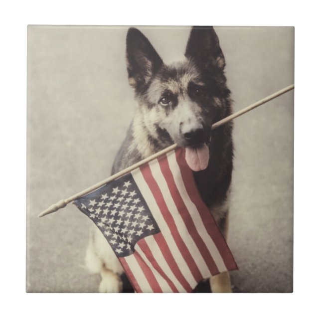 German shepherd com Sinalizador dos EUA (Frente)