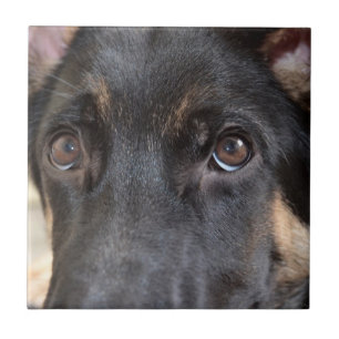 German shepherd de Shirley Taylor