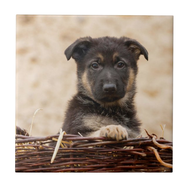 German shepherd Em Cesta (Frente)