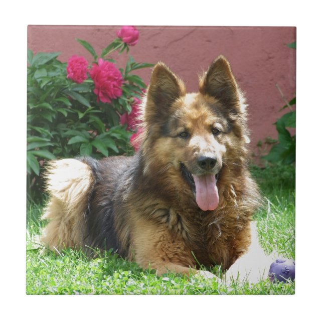 German shepherd Longhair (Frente)