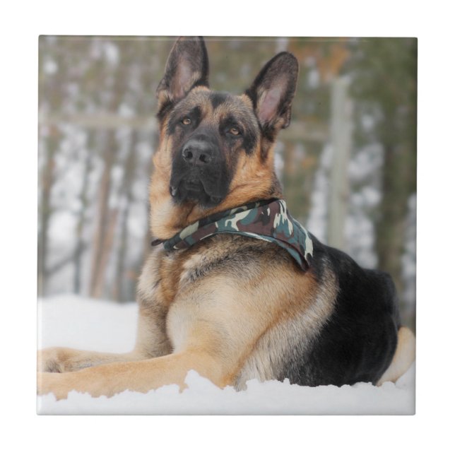 German shepherd Na Neve (Frente)
