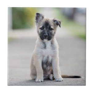 German shepherd no caminho