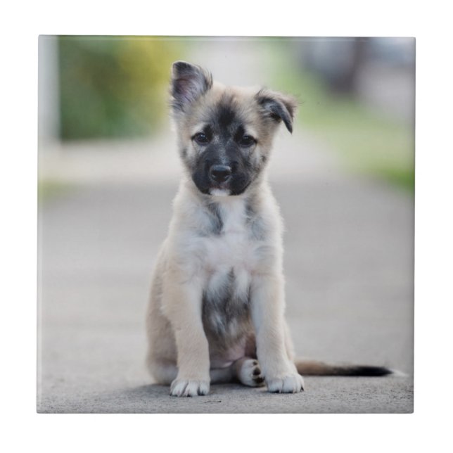 German shepherd no caminho (Frente)