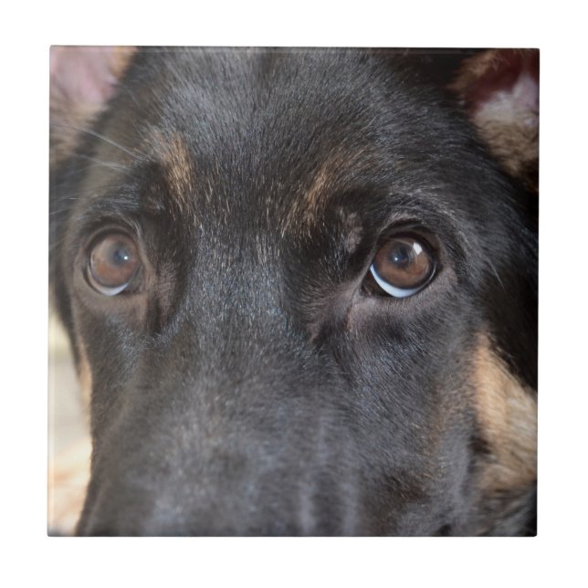 German shepherd por Shirley Taylor (Frente)