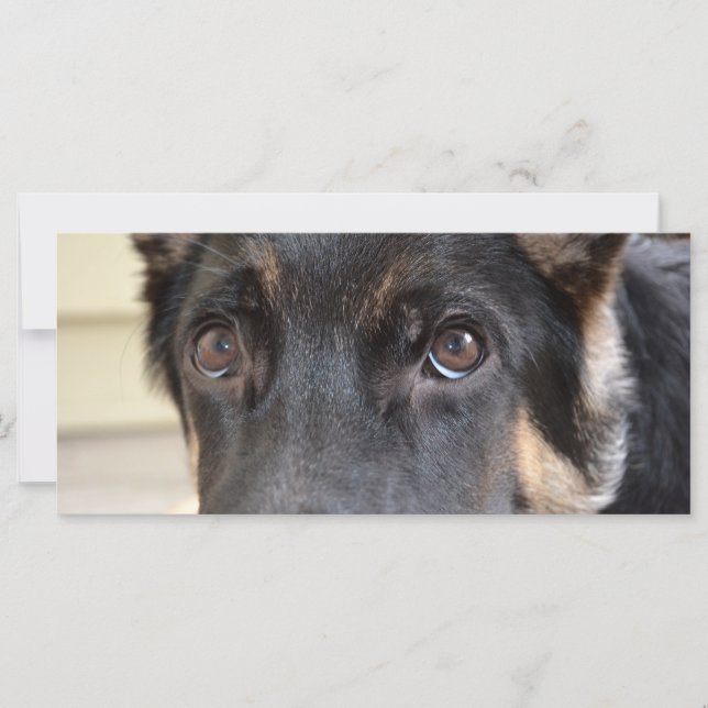 German shepherd por Shirley Taylor (Frente)