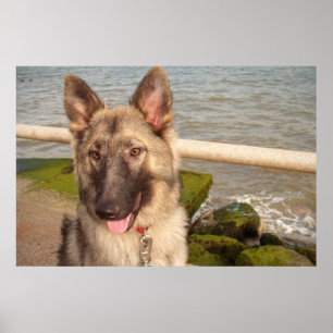 German shepherd Poster