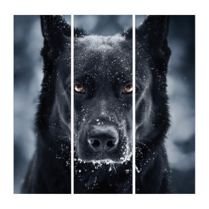 German shepherd Preto