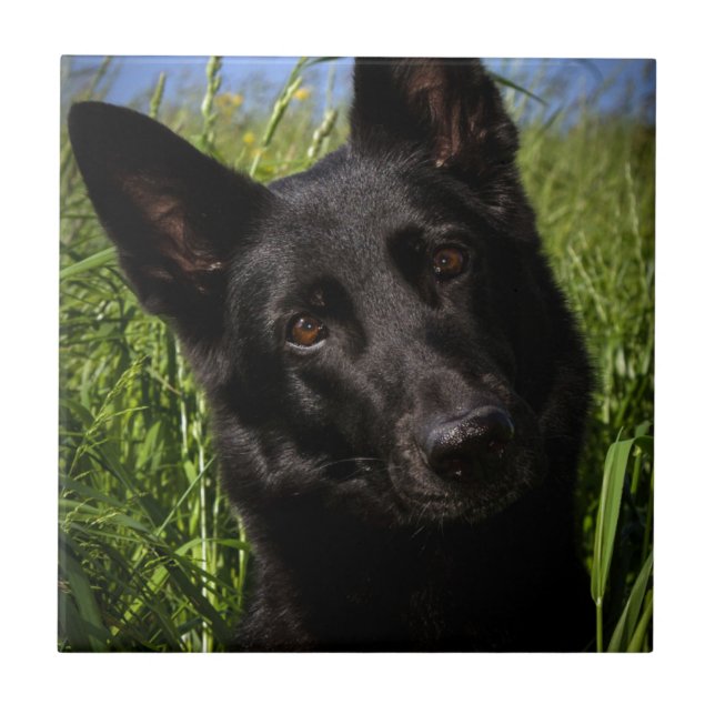 german shepherd preto (Frente)