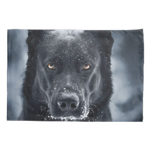 German shepherd Preto