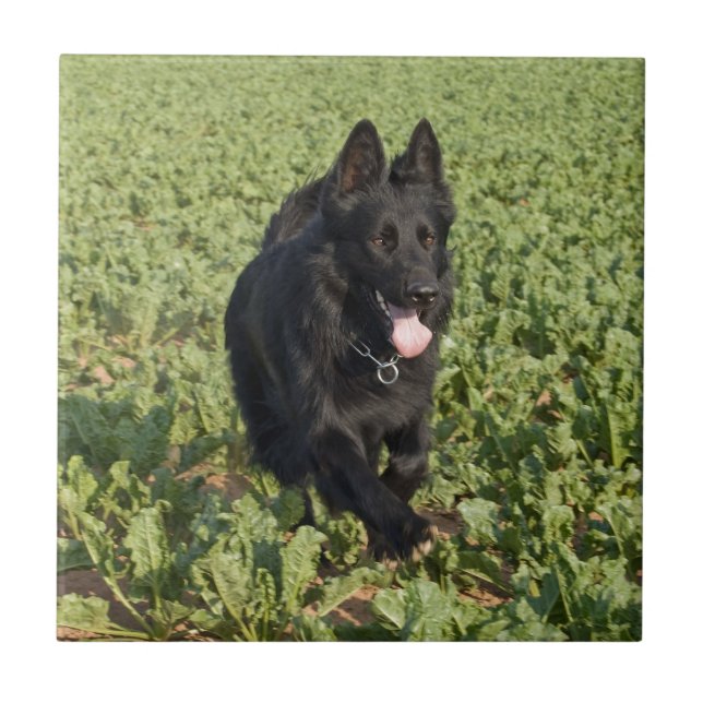 German shepherd preto da laca (Frente)