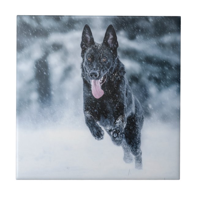 German shepherd preto no Cobrir da escova de neve (Frente)