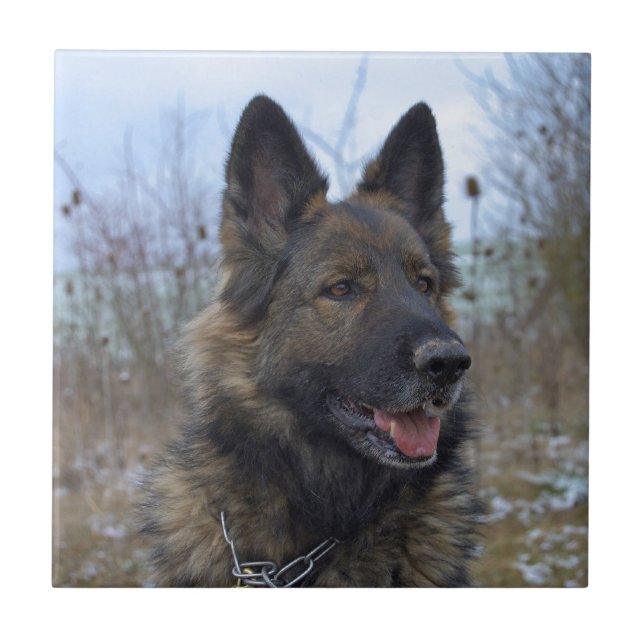 German shepherd Preto-selado lindo (Frente)