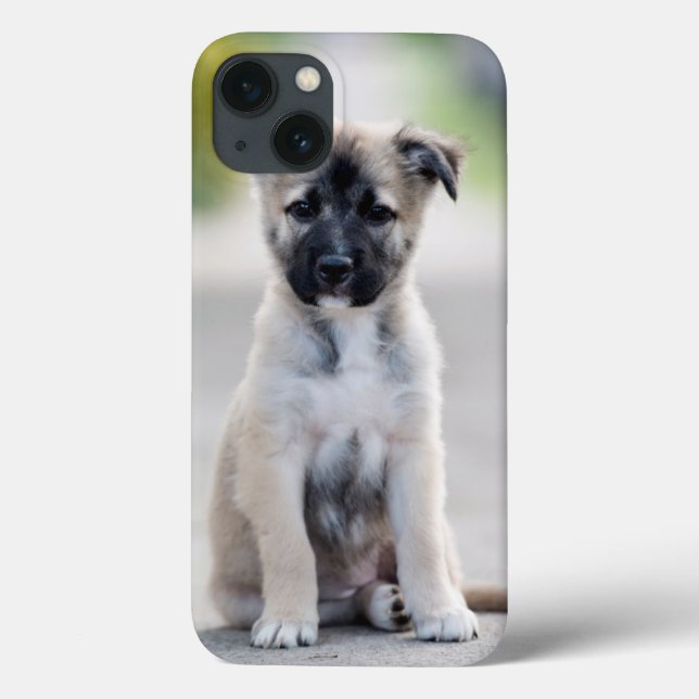 German Shepherd Puppy on Footpath (Verso)