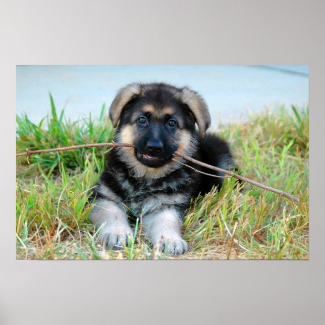 German Shepherd Puppy Poster (Frente)