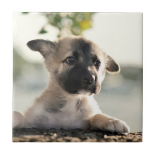 German shepherd Puppy Sobre A Borda