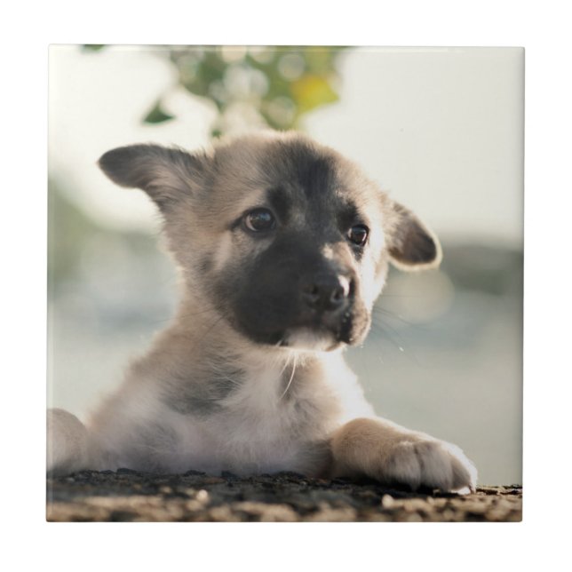 German shepherd Puppy Sobre A Borda (Frente)
