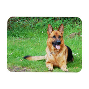 German shepherd que descansa no ímã da grama