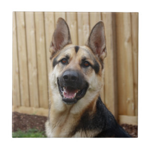 German shepherd Sentado