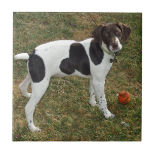 German_short_haired_pointer_puppy