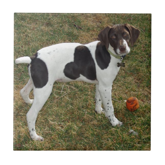 German_short_haired_pointer_puppy (Frente)