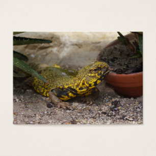 Geyri de Uromastyx