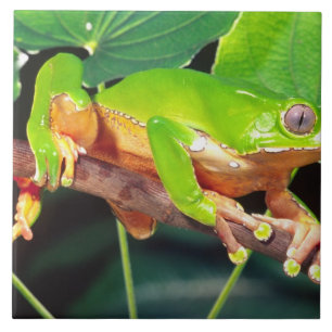 Giant Bicolor Monkey Treefrog, Phyllomedusa