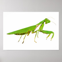 Giant Green Rezando Mantis Poster