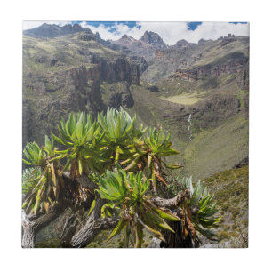 Giant Groundsel Ou Dendrosenecio