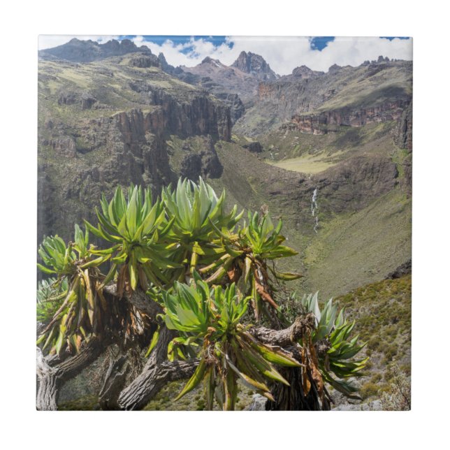 Giant Groundsel Ou Dendrosenecio (Frente)