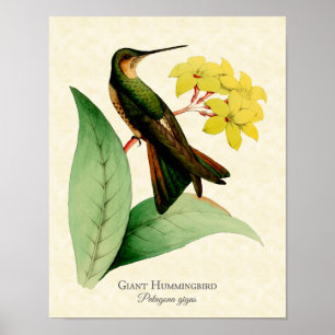 Giant Hummingbird Art Impressão